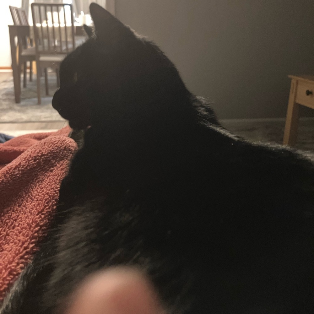 Hey, look at this cat